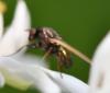 Calliopum sp.